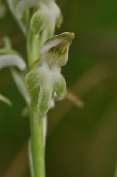 Anacamptis cariophora 29-05-2010 013.jpg